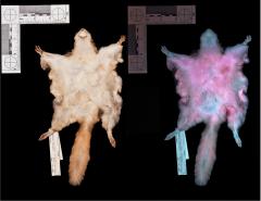 Researchers from Northland College discovered that flying squirrels glow hot-pink under UV light. Researchers from Northland College discovered that flying squirrels glow hot-pink under UV light.
